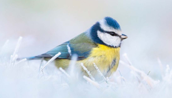 Observatoire des oiseaux des jardins